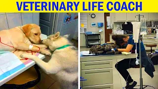 Funny And Wholesome Moments That Vets Have Experienced At Work | Funny Animals