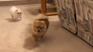 pomeranian puppies barking and running a cute pom-pom