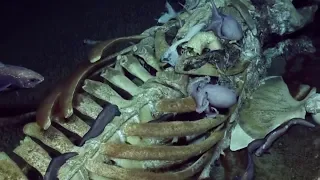 DEEP-SEA FOOTAGE: Scavenging Marine Life Devour Baleen Whale Remains | Oceana