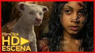 La pelea de Bhoot y Mowgli (Latino) 2018
