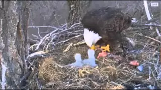 DECORAH EAGLES  4/8/2016   7:12 PM  CDT   TIME EVENING MEAL OF RABBIT