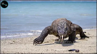 Komodo Dragons Reproduce Without Sex, Which Is Weird!