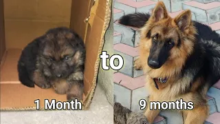 Jack The German Shepherd Transformation.      1 to 9 months 🥰