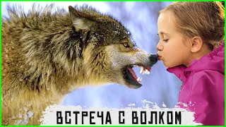 🐺 Волк спас ребенка – волк отомстил без крови. Таежные истории про животных. Случай в тайге