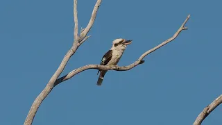 Kookaburra Calling