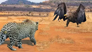 Leopard Attacks The eagle! Here's What Happens Next... Amazing Moments Captured On Camera...