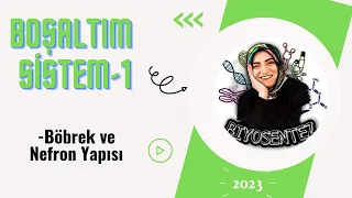 21-Üriner Sistem-1 (Böbrek ve Nefron Yapısı)