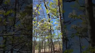 Happy Easter 2024!! Dogwood Tree In Alabama