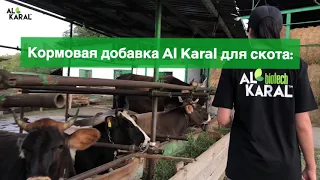 Отзыв об Al Karal для молочных коров.