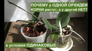 Корни ОРХИДЕИ НЕ РАСТУТ, а у другой как на дрожжах! Почему и что делать?