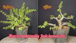 #How to make easily jade bonsai at home #কি করে খুব সহজেই ঘরে বসেই জেড বনসাই তৈরী করবেন #