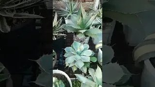 agave collection 🙂🌵🌵🍄🍄🍄🎋🎋