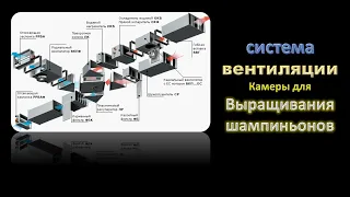 🌿 Система вентиляции камеры для выращивания грибов шампиньона #DENLife