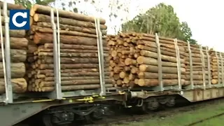 Олег Ляшко обурений щодо скасування мораторію на вивезення лісу-кругляку