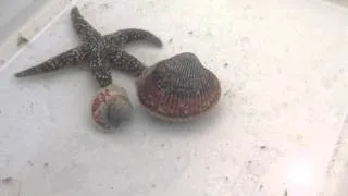 Heart Cockle Makes A Run For It