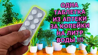 1 ТАБЛЕТКА ИЗ АПТЕКИ НА ЛИТР ВОДЫ ЗАМЕНИТ МЕШОК УДОБРЕНИЙ ДЛЯ ЦВЕТЕНИЯ ВСЕХ КОМНАТНЫХ РАСТЕНИЙ ЗИМОЙ