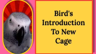 Bird's Introduction Of New Cage❤️ #animals #pet #bird #cute #youtube #cosmothefunnyparrot