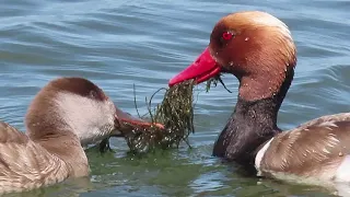 The rare and romantic behavior of Red-crested Pochard males