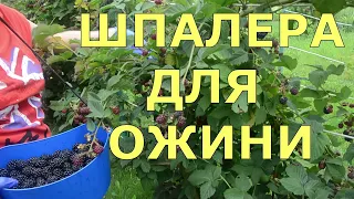 Шпалера для ожини