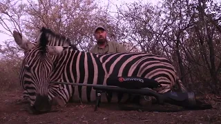 Zebra Hunt with Bronkhorst Safaris