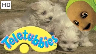 Teletubbies: Puppies - Full Episode
