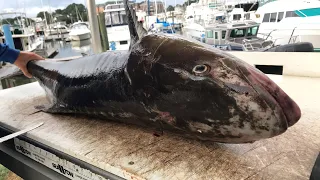 Filleting Giant Cobia - Live 🔴