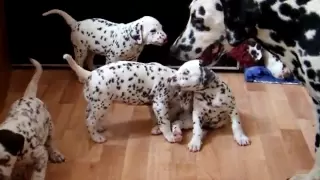 dalmatian puppies 4,5weeks  - playing with adults