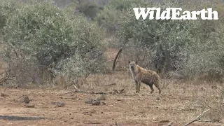 WildEarth - Sunset Safari - 22 July 2023