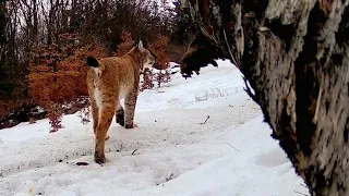 Rys ostrovid a jeho značkovacie miesto, Volovské vrchy. Tetrao S68