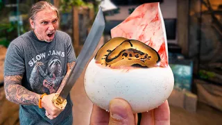 WHY WE CUT SNAKE EGGS AND WHO STARTED IT ALL!! | BRIAN BARCZYK