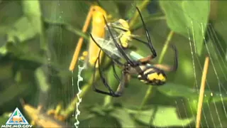 Garden Spider