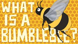 What is a Bumblebee Insect? It's 🐝 vs 🐝 - A Bumblebee vs Honeybee Showdown!