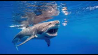 Dad photographs son unknowingly surfing over great white shark