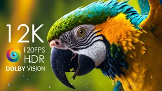 12K HDR 120fps Dolby Vision with Calming Music (World Birds Colorfully Dynamic)