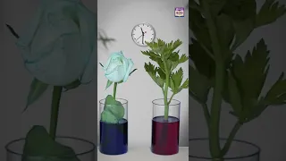 How do plants drink water | BYJU'S Experiment #shorts