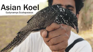 Asian Koel Hindi | A-z Information| Eudynamys Scolopaceus