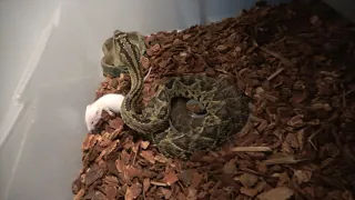 Venomous snake strike speed in slow motion!