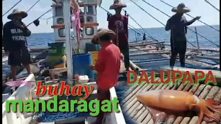 BUHAY PROMDI|catching big squid|pano manghuli ng malalaking pusit|DALUPAPA