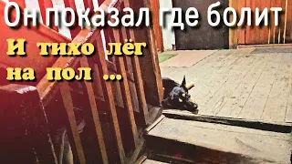 Раненый  пёс пришёл к людям за помощью/он спит в подъезде и ему некуда больше идти/help save the dog