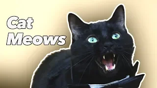 Cat Meows