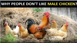 Why People Don’t Like Male Chicken?