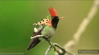 beautiful birds in Tamil