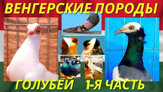 ИНТЕРЕСНОЕ разнообразие Всех ВЕНГЕРСКИХ ПОРОД голубей 🇭🇺 Часть-1 / Pigeon breeds