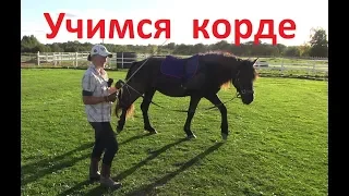 Начало работы на корде и как учить лошадь командам. Толковый Парень.