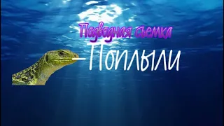 ПОДВОДНАЯ СЪЕМКА.Как плавают прыткие ящерицы (вид под водой )