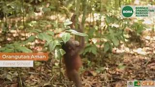 Aman in forest school climbing a tree