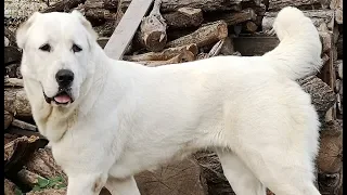 CANI DA GUARDIA: Ma tu cerchi una razza o un cane che faccia la guardia?