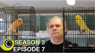 The Canary Room Season 3 - Episode 7 - A visit to Stephen Dominey and Bob Pepper "Yorkie Supreme"