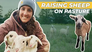 How to Raise Sheep - [Regenerative Agriculture]