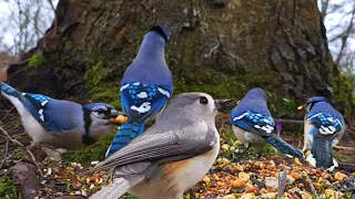 Squirrels & Bird Watching 🐿👀🐦 UP CLOSE Details 🧐🪶 Relaxing Music & Bird Sounds